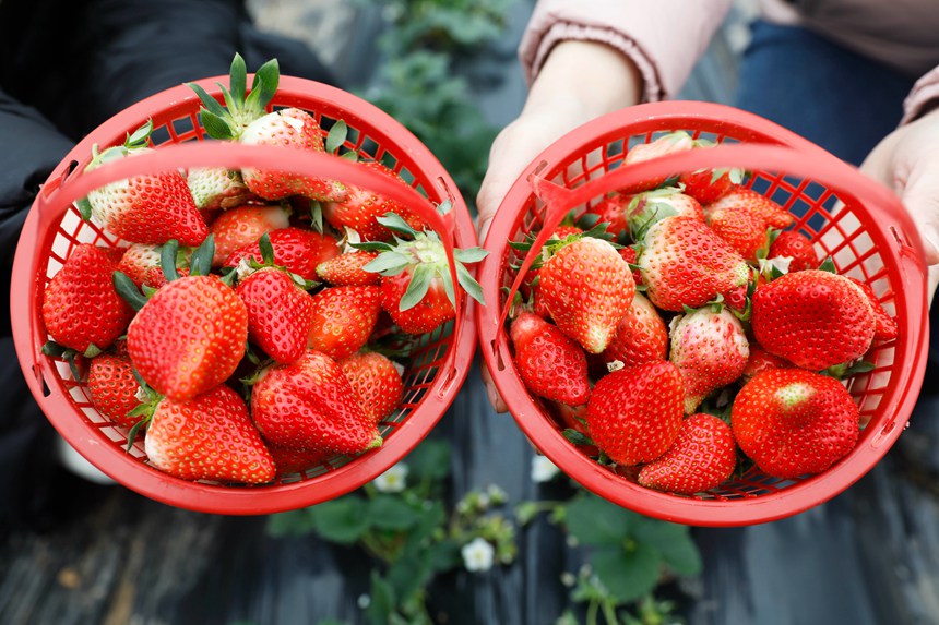 游客展示採摘的草莓。何五昌攝