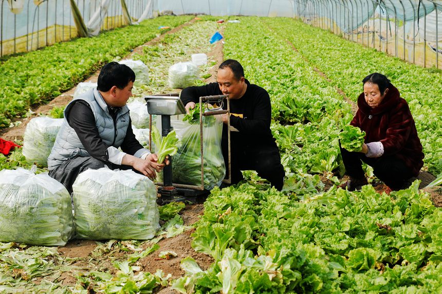 河南省尉氏縣十八裡鎮會庄村村民正在田間收獲蔬菜，准備外銷。李新義攝 