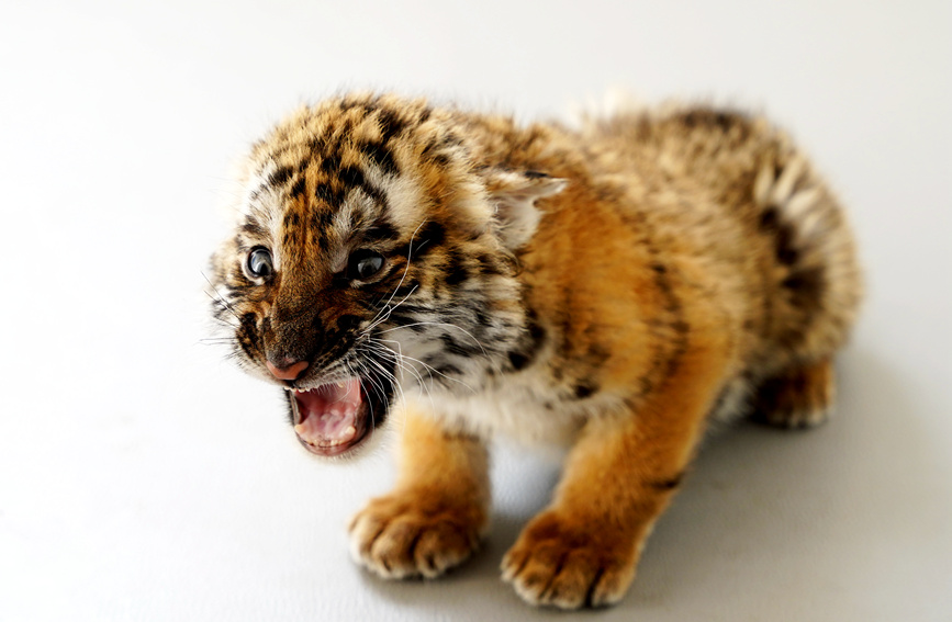 洛阳市王城公园动物园：当职业“虎妈”是种什么体验？