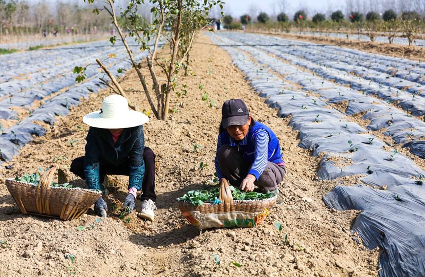 河南省信阳市光山县仙居乡张湾村，村民正在蔬菜基地劳作。谢万柏摄