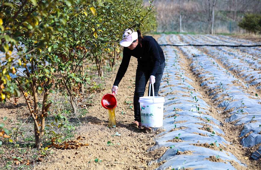 河南省信陽市光山縣仙居鄉張灣村，村民正在蔬菜基地勞作。謝萬柏攝