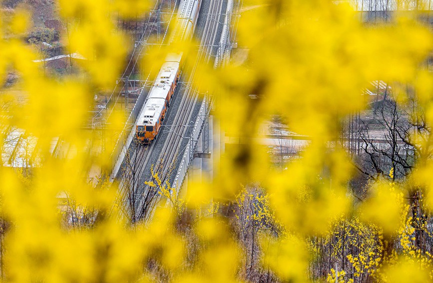 跨村而过的浩吉铁路桥上，一列火车风驰电掣穿越金色的连翘花海。聂金锋摄