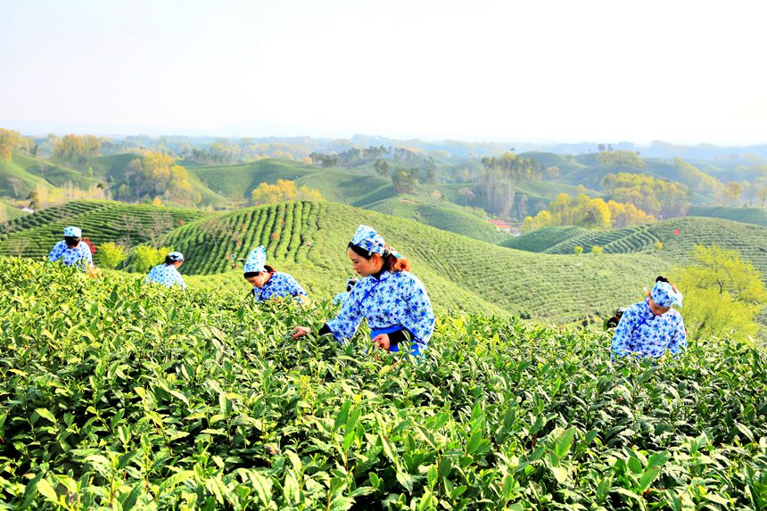 信阳：万亩茶山披绿装 毛尖采摘正当时 