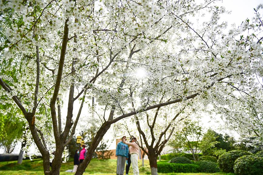 市民在河南洛阳市�e河区朱樱塔景区欣赏盛开的樱花。黄政伟摄
