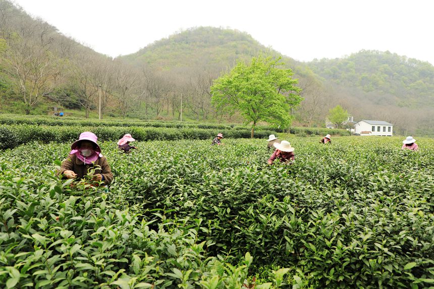 采茶工人在茶园采摘鲜叶。徐铭摄