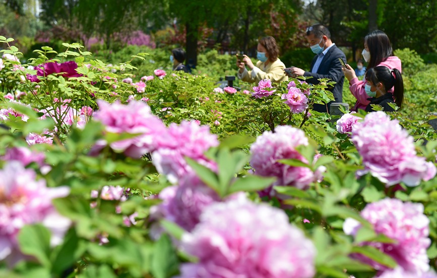 4月3日，市民在河南省洛阳市王城公园欣赏盛开的牡丹花。黄政伟摄 