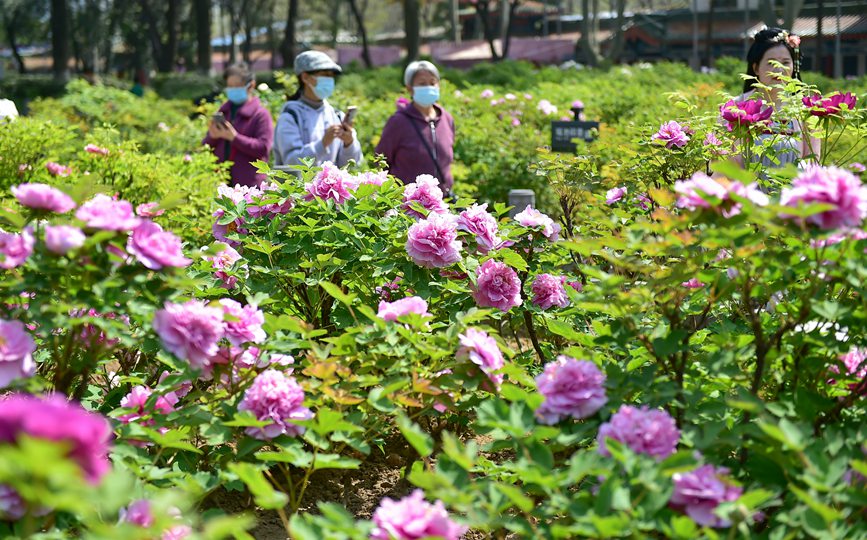 4月3日，市民在河南省洛陽市王城公園欣賞盛開的牡丹花。黃政偉攝 