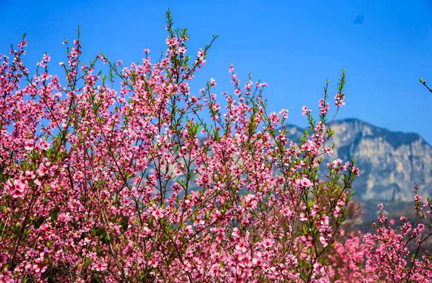 焦作雲台山萬畝桃花、連翹花漫山遍野、競相開放，迎來盛花期。段超攝