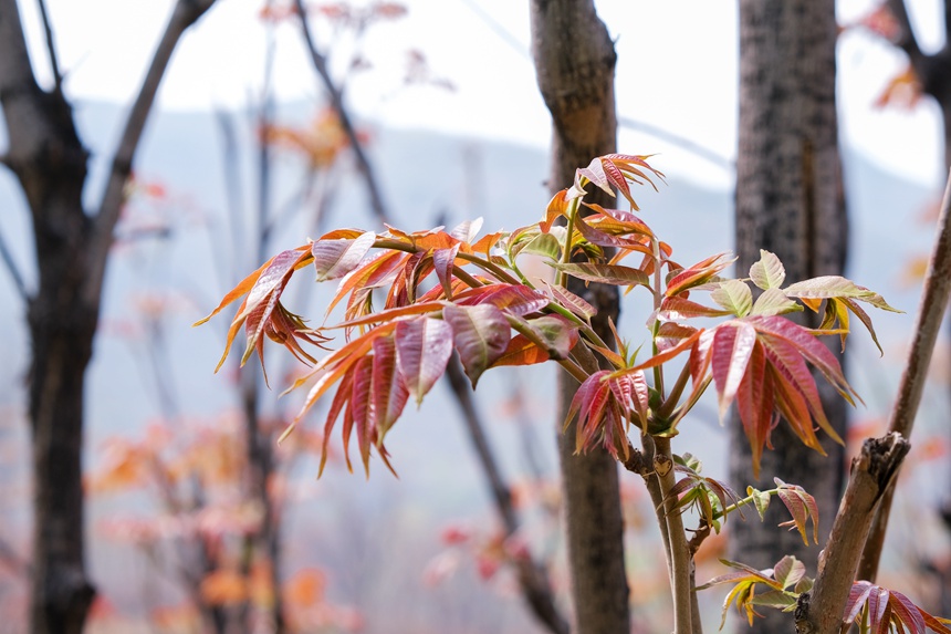 野生红油香椿是鹤壁市鹤山区村民的重要经济来源和乡村振兴的特色产业。张东辉摄
