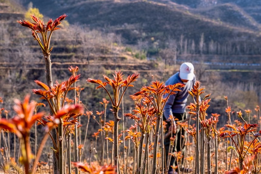 野生红油香椿是鹤壁市鹤山区村民的重要经济来源和乡村振兴的特色产业。张东辉摄