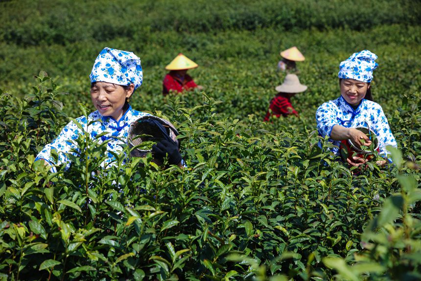 河南光山：茶农采摘春茶 “小茶叶”向“大产业”“大品牌”跨越