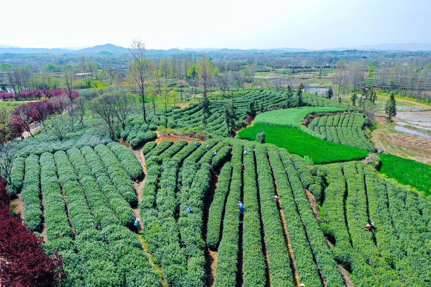 河南光山：茶农采摘春茶 “小茶叶”向“大产业”“大品牌”跨越