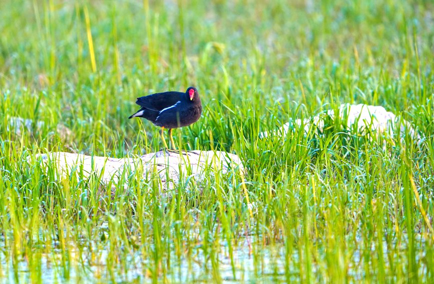 清水湾湿地公园里，鸟儿悠然自得。高万宝摄