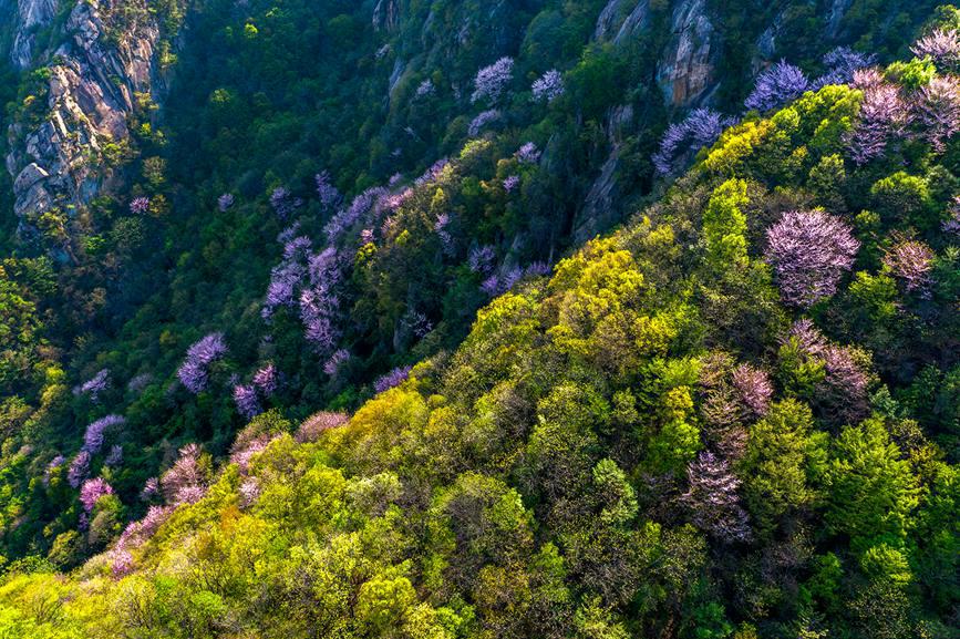 紫荊花開漫山谷。何進文攝