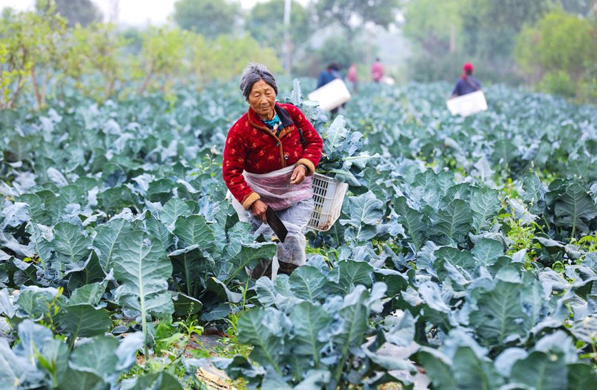 河南省信陽市光山縣農民正在採收西蘭花。謝萬柏攝