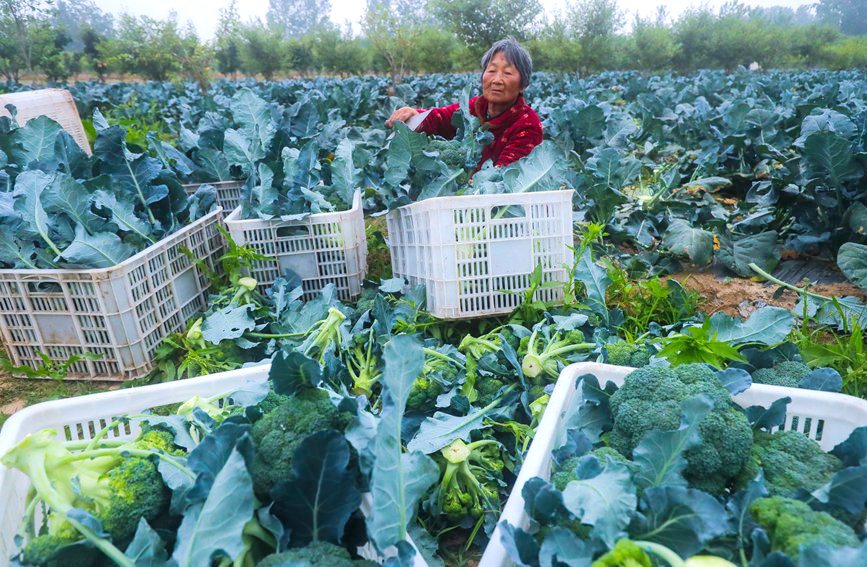 河南省信陽市光山縣農民正在採收西蘭花。謝萬柏攝