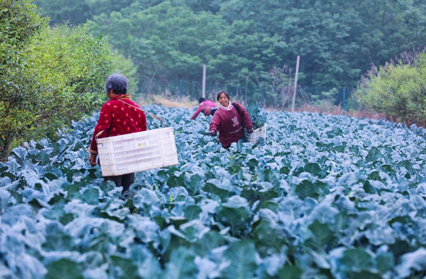 河南省信陽市光山縣農民正在採收西蘭花。謝萬柏攝