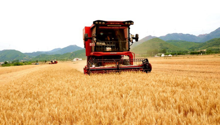 河南自育良种促小麦增产提质