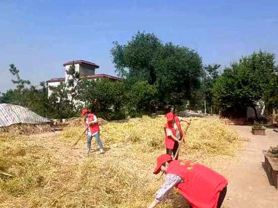 河南宜阳：志愿者助农收油菜籽