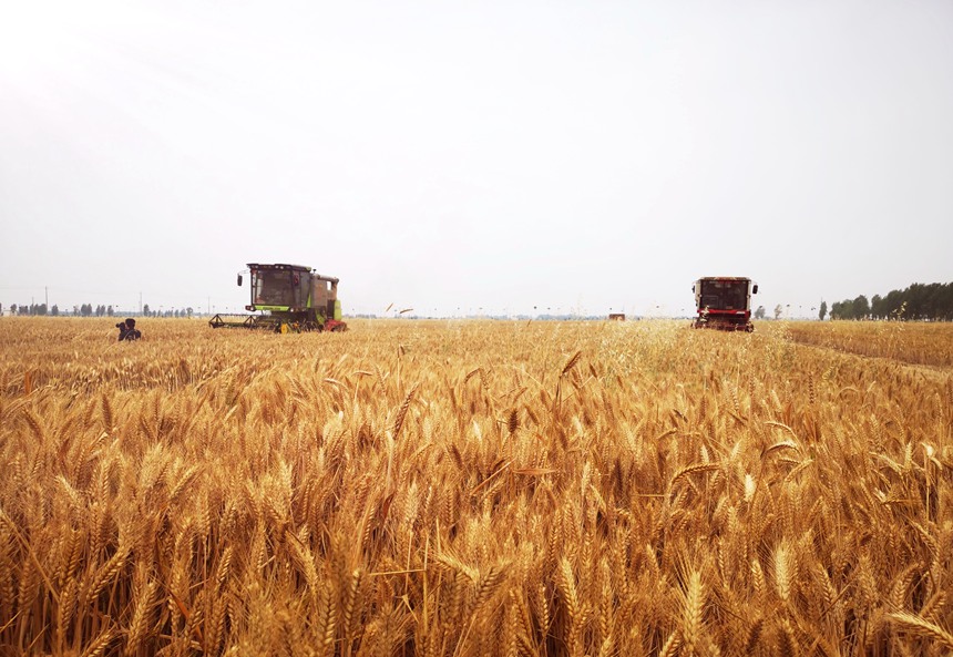 南阳唐河县湖阳镇周安村农民正在收获小麦。左力摄