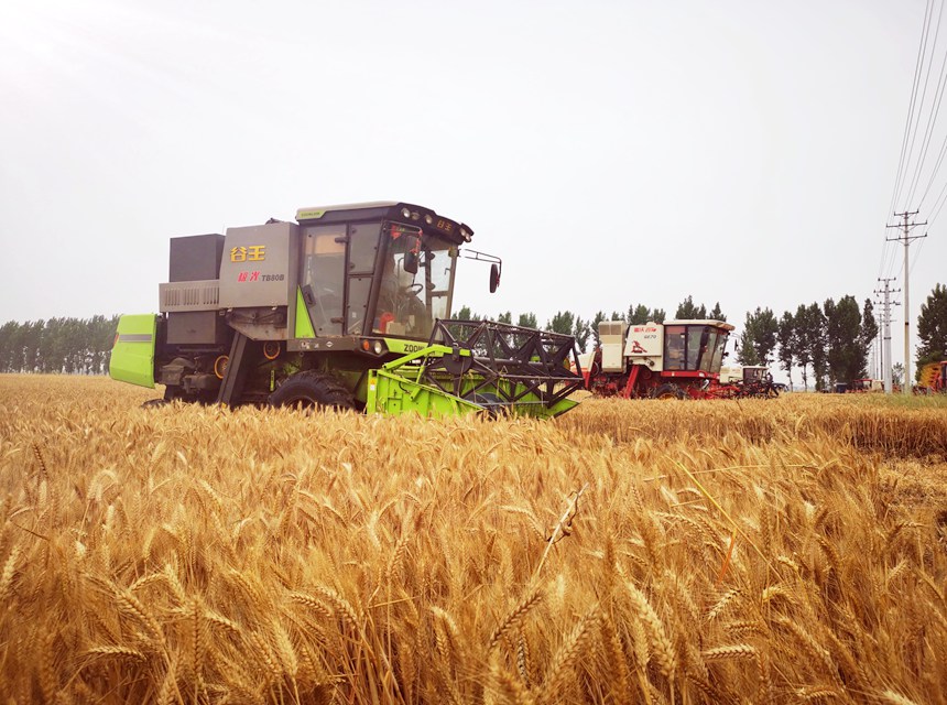 南阳唐河县湖阳镇周安村农民正在收获小麦。左力摄