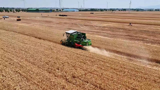 叶县：96万亩小麦开镰迎丰收