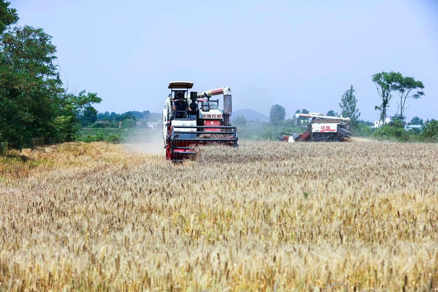 进入“三夏” 信阳市光山县16万亩小麦喜获丰收