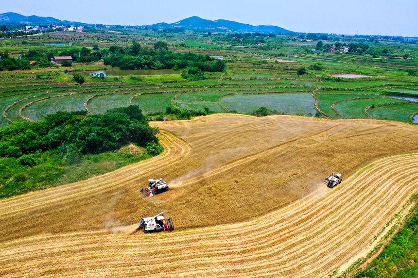 进入“三夏” 信阳市光山县16万亩小麦喜获丰收