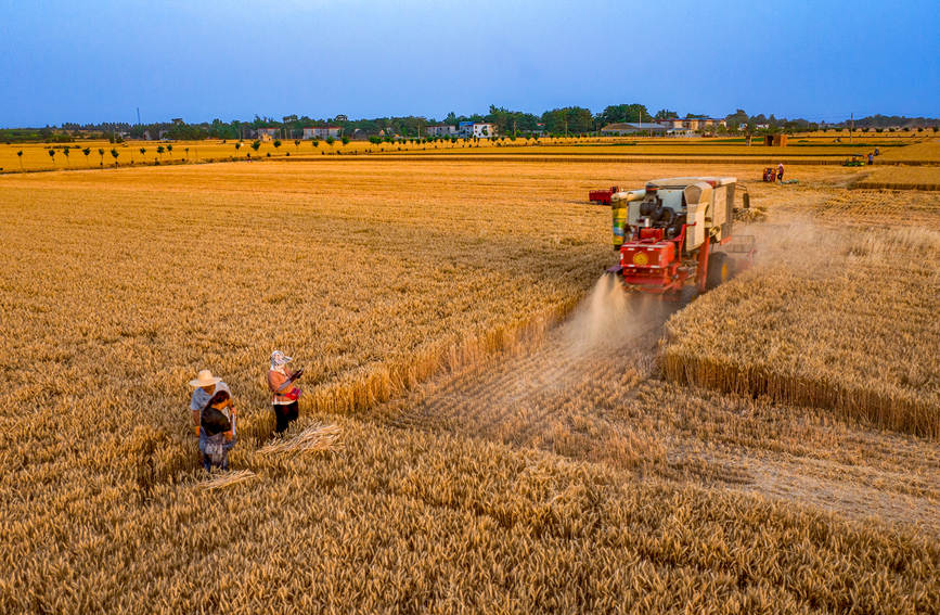 河南省禹州市全面进入小麦收割季。耿亚伟摄 