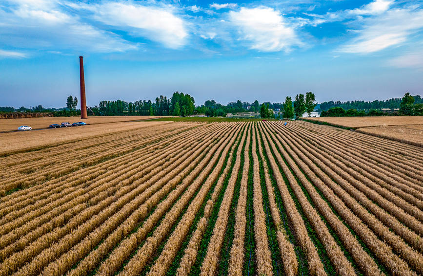 河南省禹州市全面進入小麥收割季。耿亞偉攝 