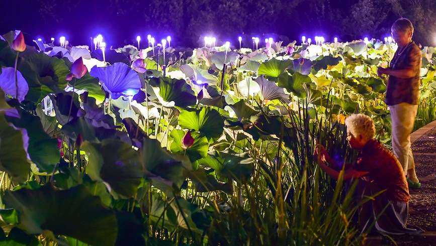 市民夜游赏景，体验“荷塘月色”的独特韵味。黄政伟摄