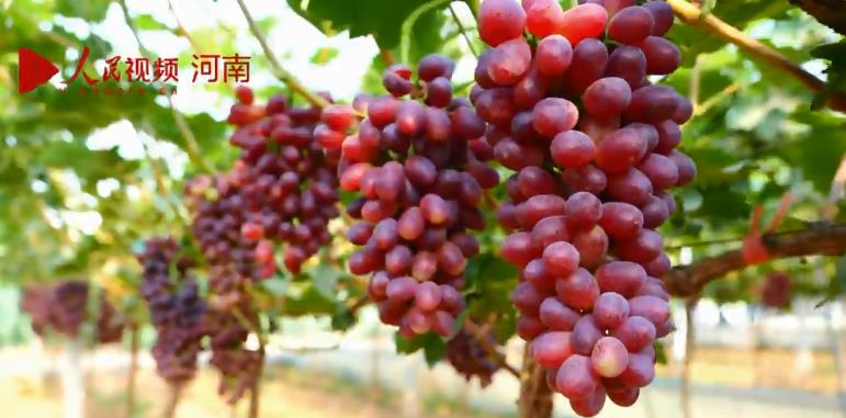 三門峽陝州區：葡萄產業助力鄉村振興