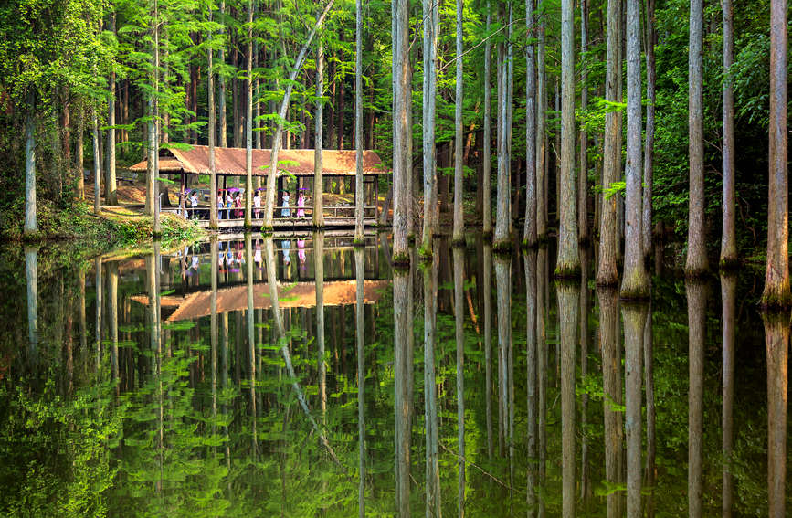 茗湖湖中遍布池杉林，構成林中有湖，湖中有林的奇妙景觀。黃楚安攝