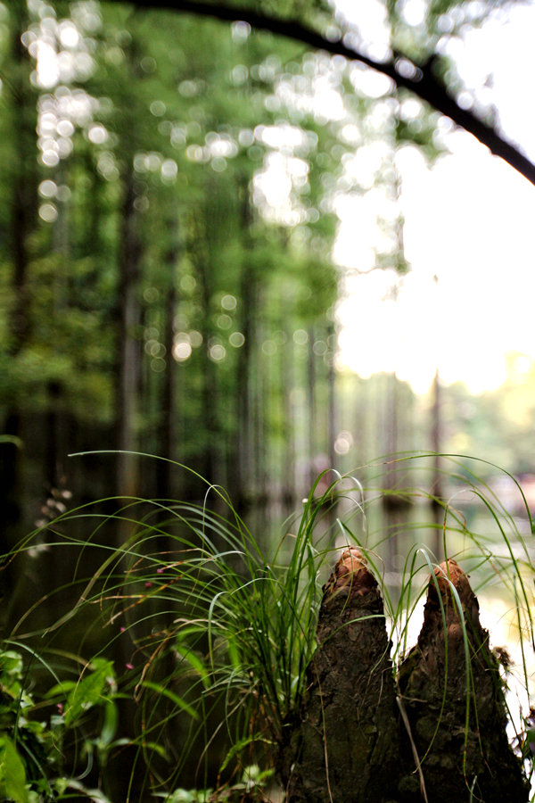 落羽杉通常長有屈膝狀呼吸根。郭濱攝