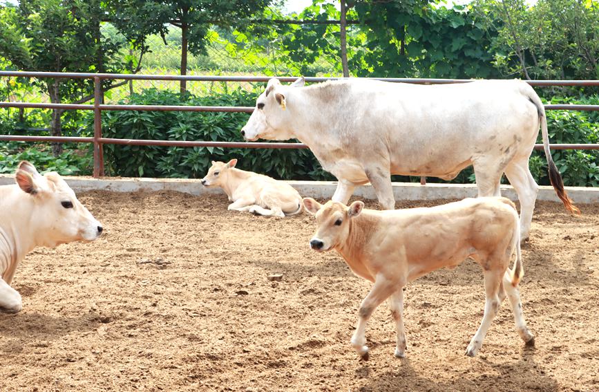新野县500头皮南母牛繁育场饲养的良种犊牛。王凯摄