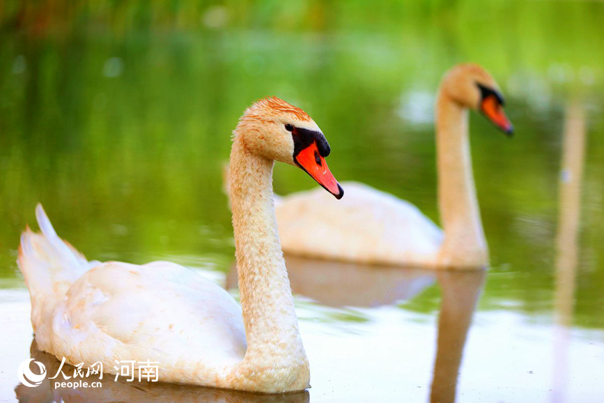 郑州北龙湖疣鼻天鹅带着孩子们在湖中觅食纳凉。人民网 程明辉摄