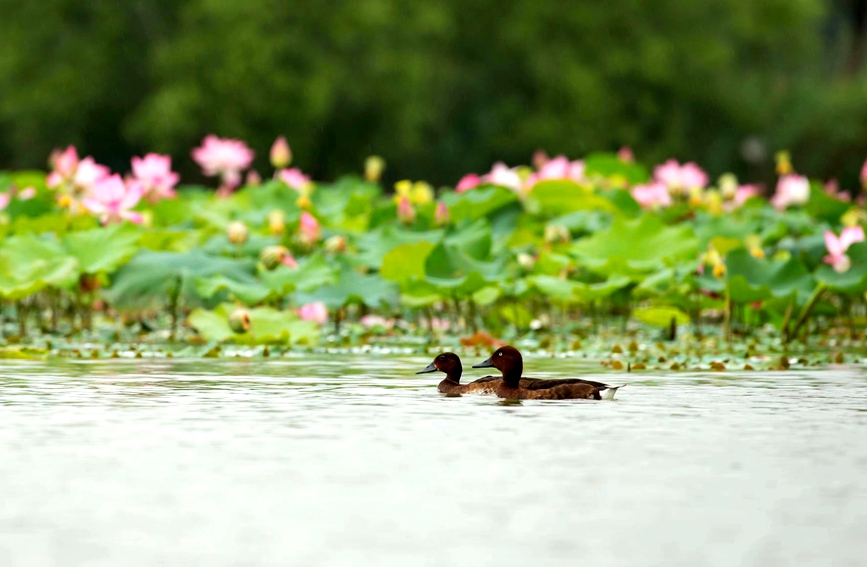 1.湿地荷塘成为鸟儿觅食、嬉戏的天堂。刘东洋摄