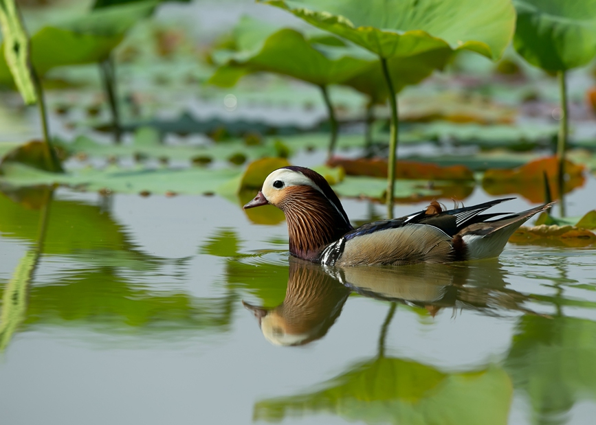 湿地荷塘成为鸟儿觅食、嬉戏的天堂。刘东洋摄