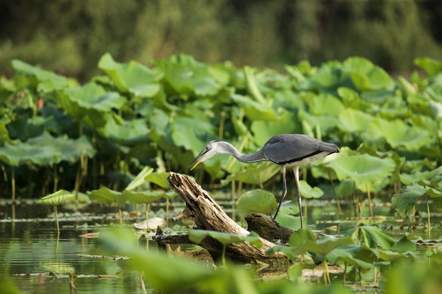 湿地荷塘成为鸟儿觅食、嬉戏的天堂。刘东洋摄