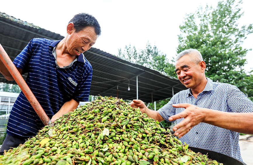 河南卢氏县横涧乡代家村种植的连翘喜获丰收。聂金锋摄 