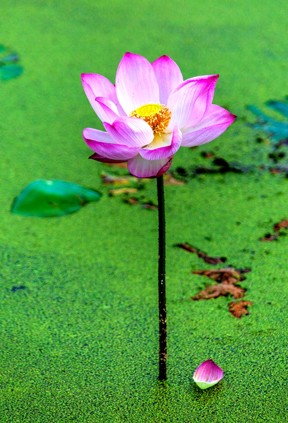 荷花盛开绘美景。马进伟摄