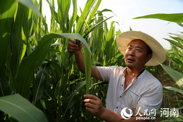 方城县种粮大户刘本庆正在察看玉米长势