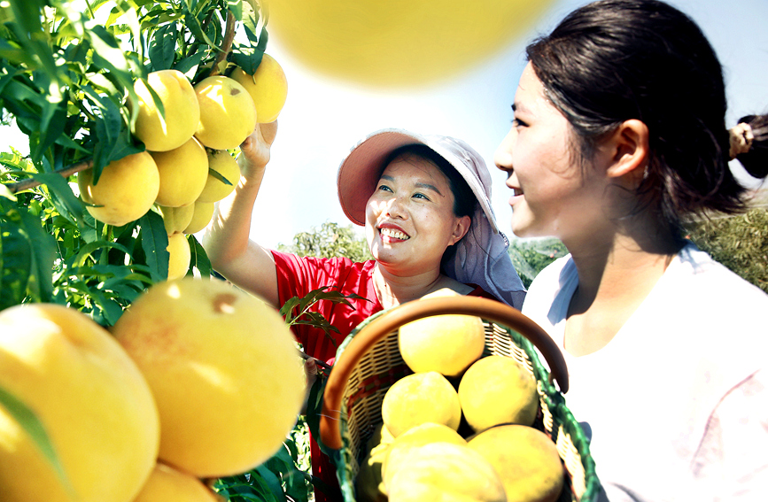 村民正在採摘黃桃。 李新義攝 
