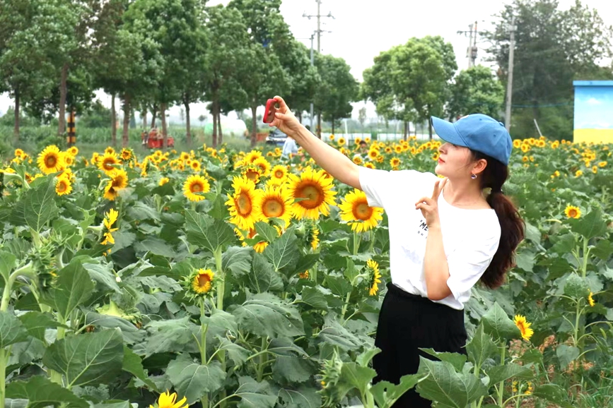 千亩油葵花海扮靓乡村游。柳真真摄