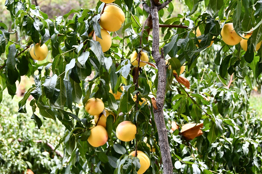 黄桃迎来丰收季。