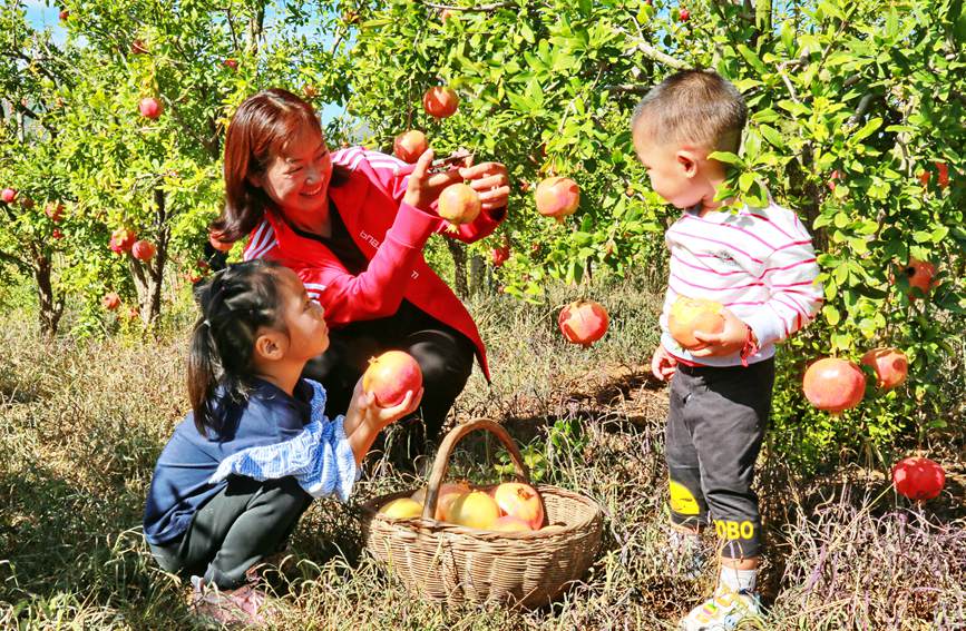 游客在石榴基地里采摘游玩。  李志来摄