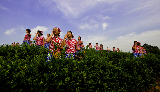 信阳浉河区：以茶旅融合促全域旅游发展