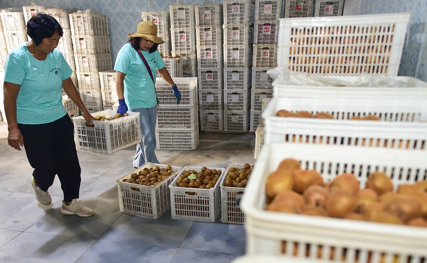 工人們將採收的獼猴桃入保鮮冷庫。 黃政偉攝