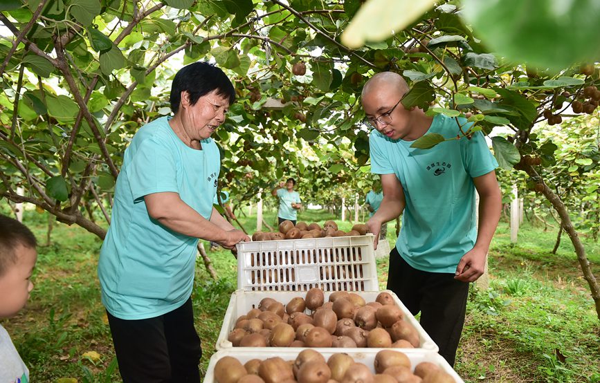 工人們在獼猴桃生產基地採收獼猴桃。 黃政偉攝