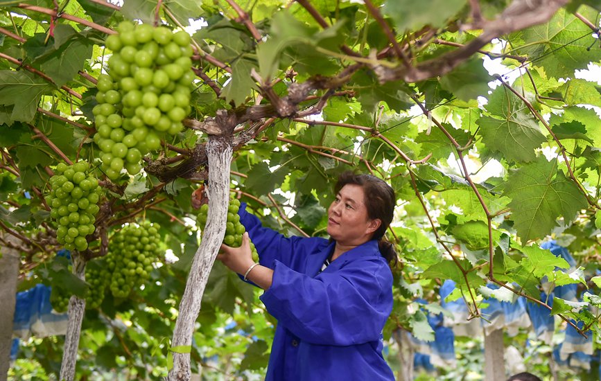種植基地內，工人們正在採摘成熟的葡萄。 黃政偉攝 
